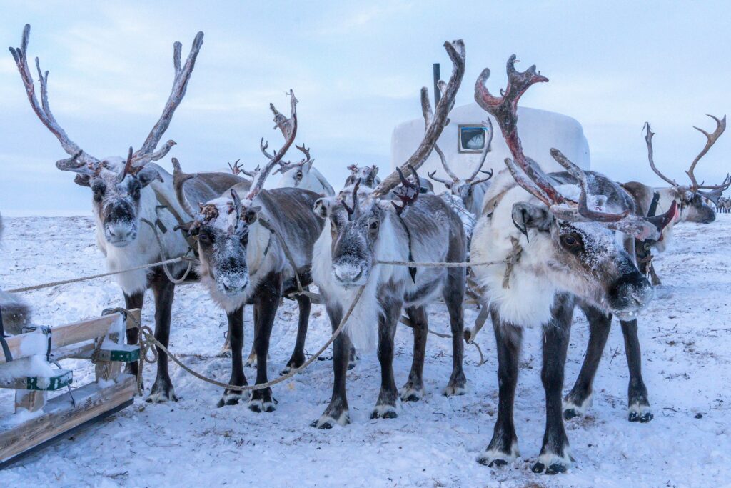 Reindeer in Greenland