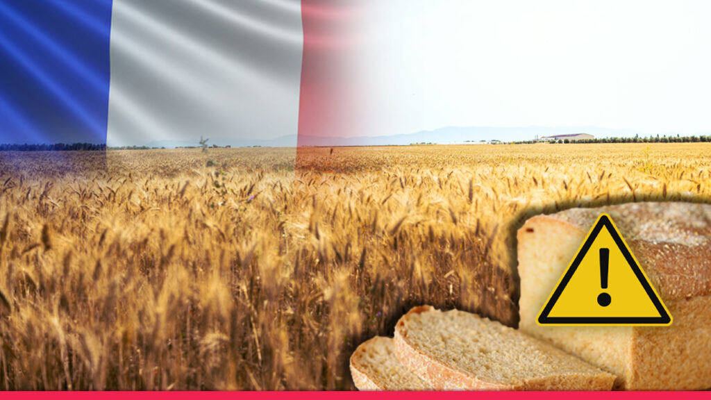 খাবারের পাতে মরণঘাতী বিষ! কেন ফরাসিদের শরীরে বাড়ছে ক্যাডমিয়ামের মাত্রা?